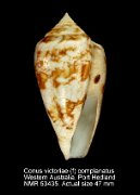Conus victoriae (f) complanatus